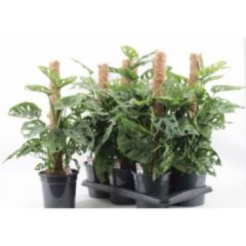 Monstera obliqua 'Monkey Mask'