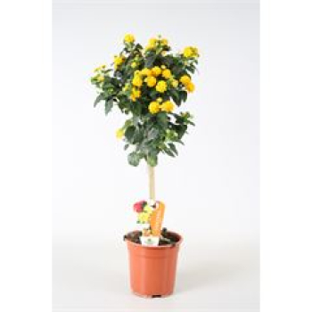 Lantana camara Stamm gelb