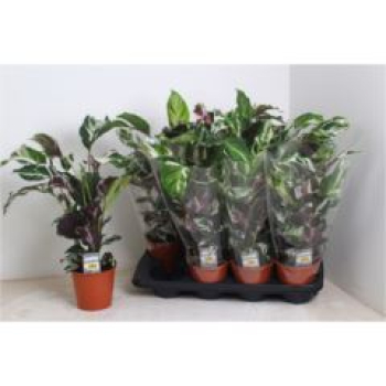 Calathea 'Stella'