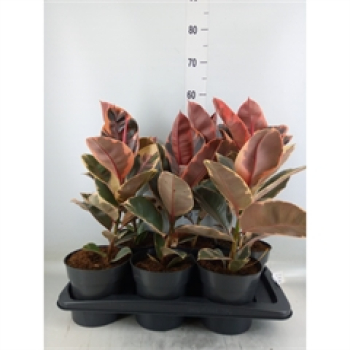 Ficus elastica  'Belize'