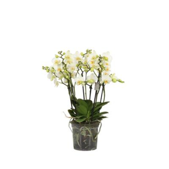 Phalaenopsis 4+ Rispen weiß "White Flora"