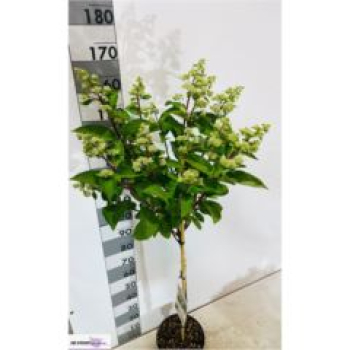 Hydrangea pan. Stamm
