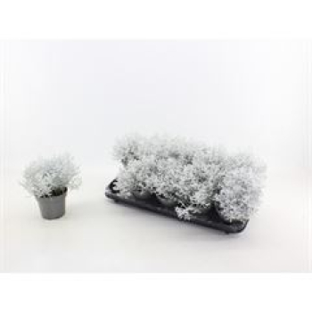 Calocephalus mit Schnee