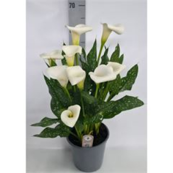 Zantedeschia  'Captain Fresco' White