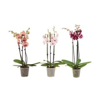 Phalaenopsis 3 Rispen Mix