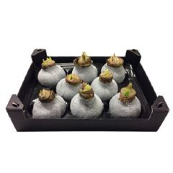 Wachsamaryllis  Glitter silber