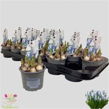 Muscari 'Mountain Lady'