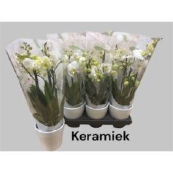 Phalaenopsis weiß im Übertopf