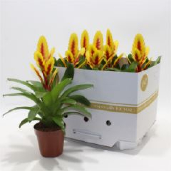 Vriesea 'Intenso Yellow Flame'