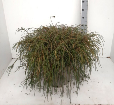 Thuja plicata "Whipecord"