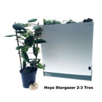 Hoya calycina 'Stargazer'
