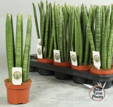 Sansevieria cyl.