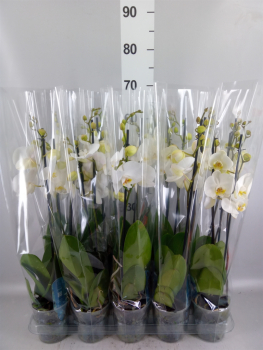 Phalaenopsis 2 Rispen weiß