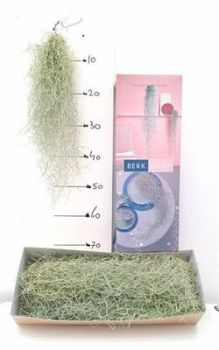 Tillandsia usneoides