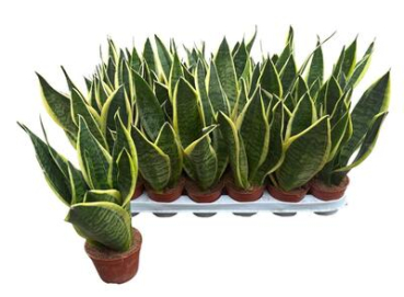 Sansevieria trifa. 'Futura Superba'