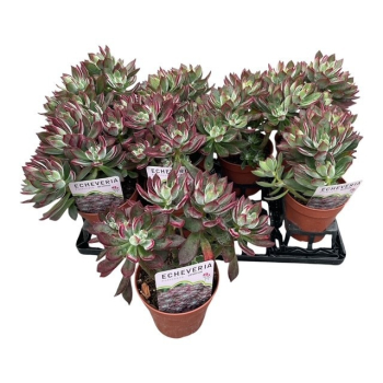 Echeveria pulvinata