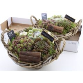 Sempervivum in Weidenschale