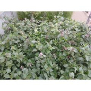 Lamium maculatum 'Pink Pewter'