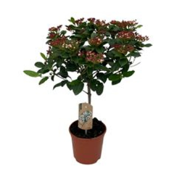 Viburnum tinus 'Gwenllian'