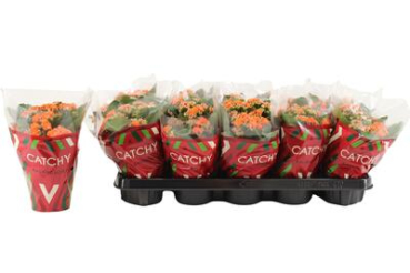 Kalanchoe orange
