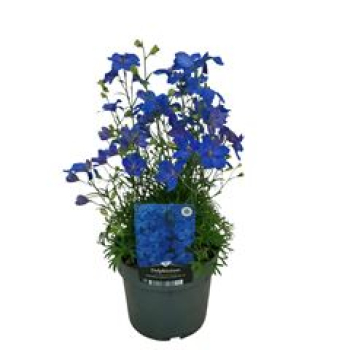 Delphinium 'Ocean Tiara Blue'