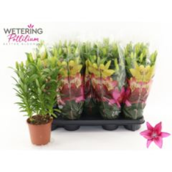 Lilium asia. 'Tiny Pearl   '