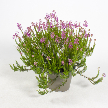 Erica spiculifolia