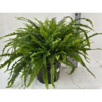 Nephrolepis exal. 'Green Lady' Kübel