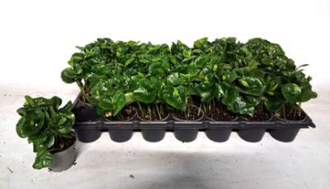 Mini Coffea arabica