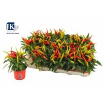 Capsicum annuum 'Joker'
