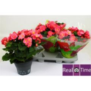 Begonia elat. 'Belove Rose'