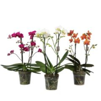 Phalaenopsis 2 Rispen Mix