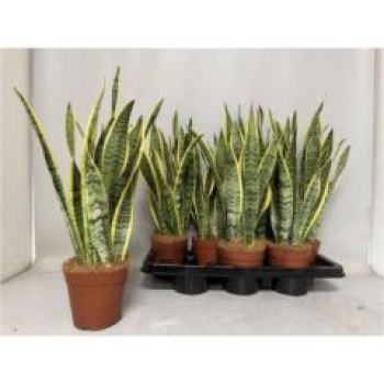 Sansevieria trifa. 'Laurentii'