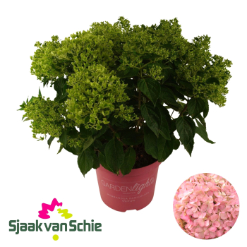 Hydrangea pan. "Pink Light"