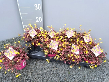 Oxalis "Crazy Pink"