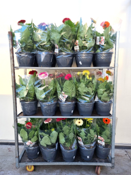 Gerbera Kübel