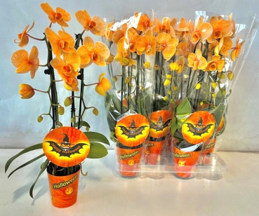 Phalaenopsis Cascade "Halloween"