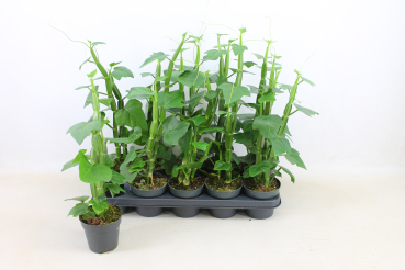 Cissus quadrangularis