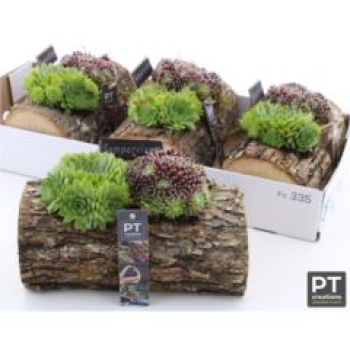 Sempervivum im Baumstamm