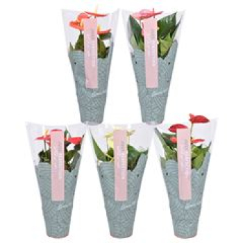 Anthurium gemischt