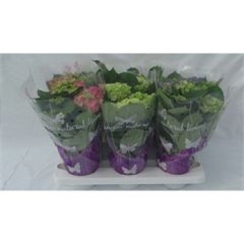 Hydrangea macro. Mix