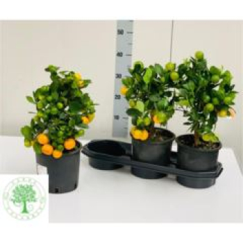 Calamondin Stämmchen