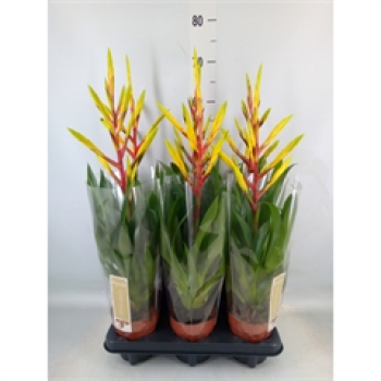 Tillandsia Luminosa