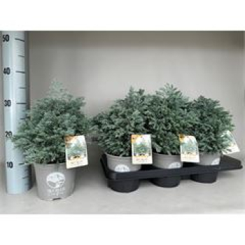 Chamaecyparis pis. 'Sky Blue'