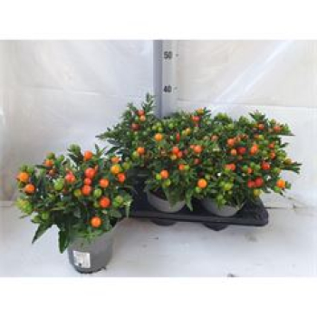 Solanum pseudocapsicum 'Bartoli' orange