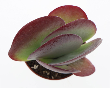 Kalanchoe thyrsiflora 'Red Lips'