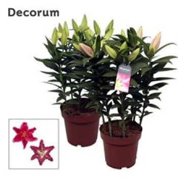 Lilium ori.  Pink gemischt