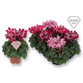 Cyclamen midi 'Djix' Mix