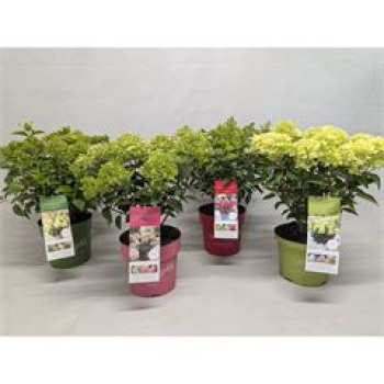 Hydrangea pan. Busch