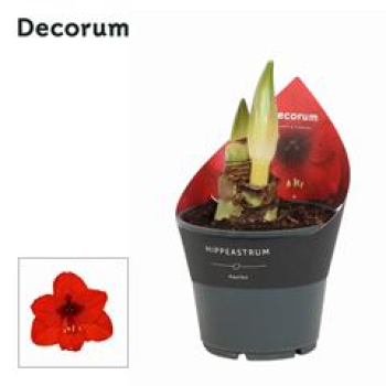 Hippeastrum 2 Knospen rot